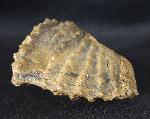 Scaphotrigonia navis (LAMARCK 1819) - Bild &copy; FossNet FossilienStore